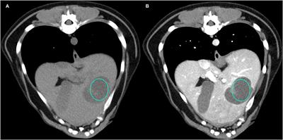 Diagnostic Accuracy of Delayed Phase Post Contrast Computed Tomographic Images in the Diagnosis of Focal Liver Lesions in Dogs: 69 Cases